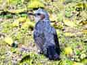 動物図鑑・ヒヨドリの写真 4